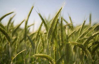 关于农业的谚语有哪些?