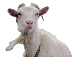goat的中文翻译，goat英语