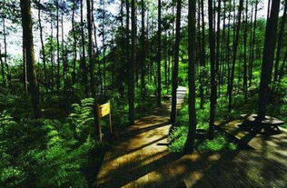 森林对人类的好处的一段话，森林对人类的好处以及怎样保护森林