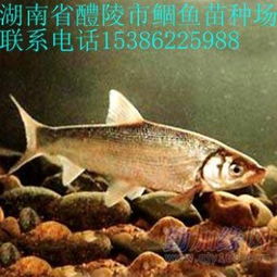 鲴 怎么念?