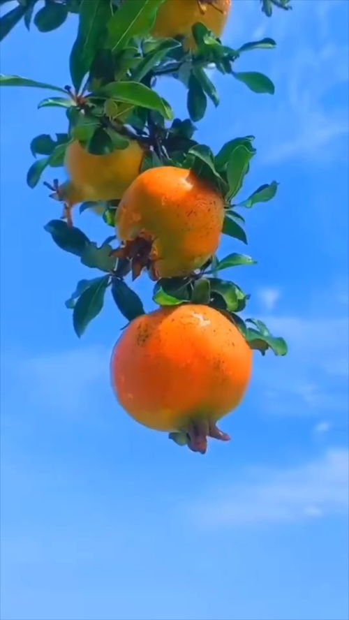 硕果累累的读音改了吗，硕果累累的读音是什么意思啊