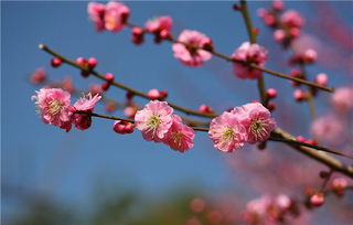 梅花花语大全图片，梅花花语及代表意义