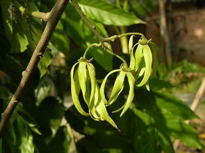 为什么依兰香是世界香花冠军?