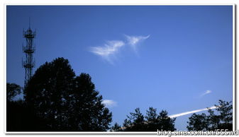 兰花草歌词是什么?