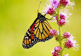 许嵩《蝴蝶的时间》歌词鉴赏