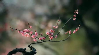 梅花的花语是什么?