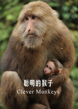 聪明的猴子妈妈阅读答案，聪明的猴子作文