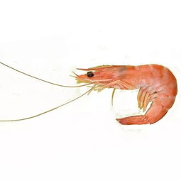龙虾拉里详细资料大全