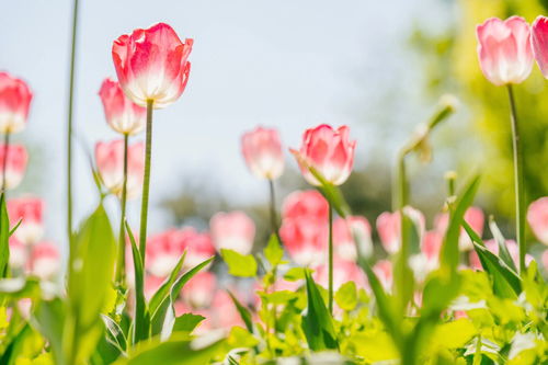 古人描写郁金香的诗句，郁金香的诗句李白