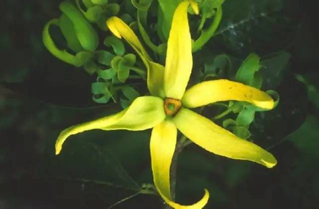 依兰香是什么味道，依兰香静