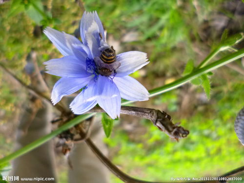 苣荬菜怎么读，苣卖菜