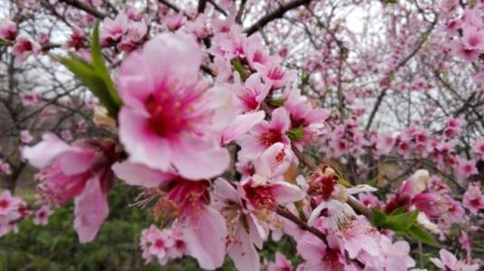 春花什么什么打一成语