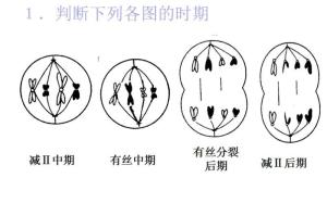 赤道板是动物还是植物，赤道板的形成与什么细胞器有关