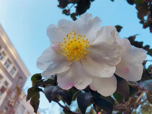 忆江南一诗中江花什么意思