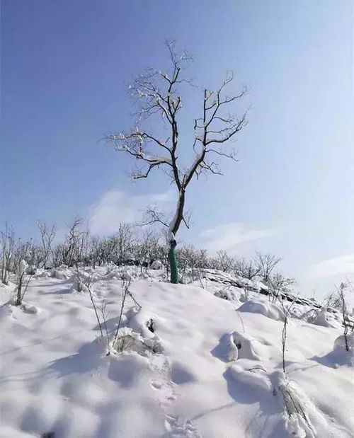 皑皑念什么