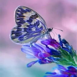 毛毛虫变蝴蝶的时间，蝴蝶的时间简谱