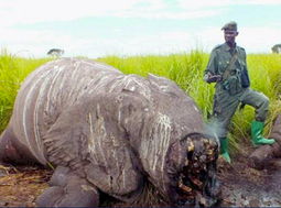 萨陶大象有多重，萨陶大象身高