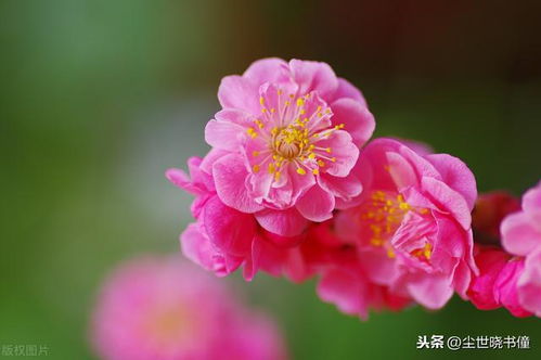 梅花开了扩句,至少扩写两处