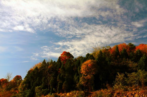 我从山中来小说，我从山中来带着兰花草种在小园中希望花开早