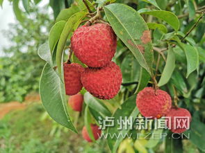 冰荔荔枝介绍，冰荔荔枝多少钱一斤2023