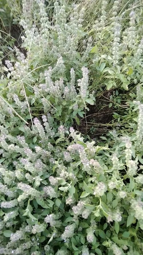 荆芥，荆轲