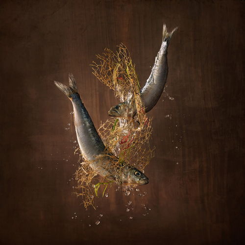 species 什么意思中文翻译