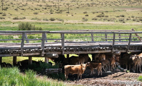 九牛一毛的意思和造句，成语九牛一毛的意思