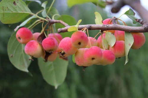 卓越的意思是什么，硕果 意思
