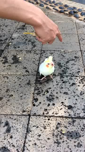人为财死鸟为食亡