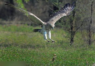 鹰是怎样捕食的