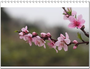 桃花缘怎么算，桃花缘歌谱简谱