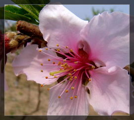 关于小桃树的诗句