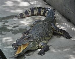 Crocodile是什么意思是什么意思，giraffe是什么意思
