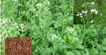 莱菔的拼音狐莱菔的拼音是什么