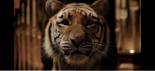 老虎的故事大全集，老虎的故事大全三年级