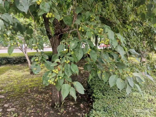 山丁子学名叫什么