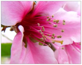 昨夜风开露井桃未央前殿月轮高的意思，昨夜风开露井桃指什么生肖