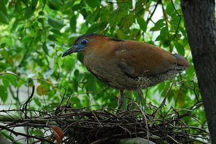 请问这个字“鳽”念什么?