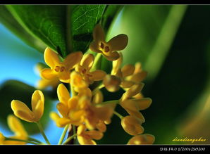 八月桂花读后感曹文轩
