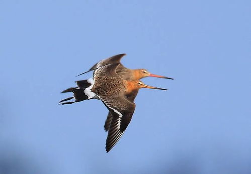 关于鹰字的词语有哪些?多多益善 鹰字组词!