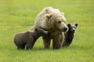 小家子相打一动物
