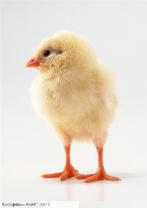 家禽和家畜的区别，家禽指什么生肖