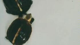 晨起动征铎的读音，晨起动征铎的铎是什么意思