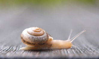 蜗牛的秘密简笔画，蜗牛的秘密是什么