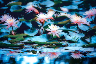 读张爱玲的《海上花开》