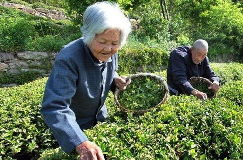 茶农自产自销茶叶，茶农泰国明星