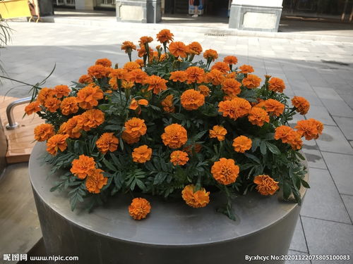 古代的西番是现在什么地方?