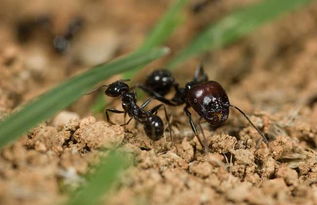 工蚁是什么意思