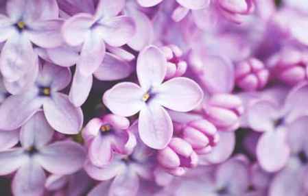 唐磊丁香花歌词