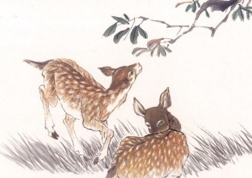 鹿的成语好的寓意，鹿的词语比喻争夺天下